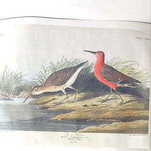 Vintage Bird Illustration Print